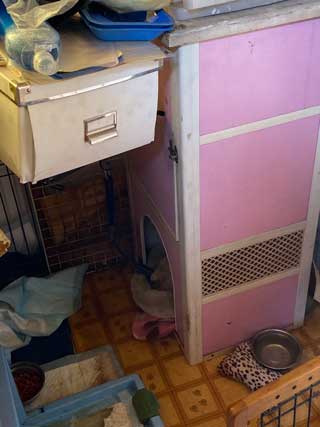 愛犬ロングコートチワワのくぅー☆ちゃん☆