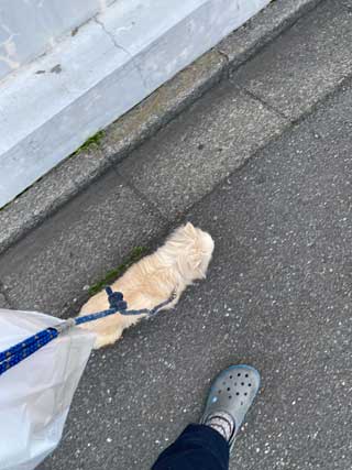 愛犬ロングコートチワワのくぅー☆ちゃん☆