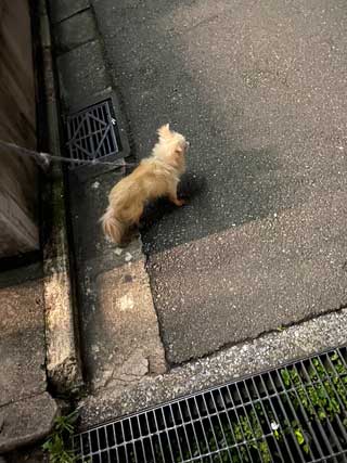 愛犬ロングコートチワワのくぅー☆ちゃん☆