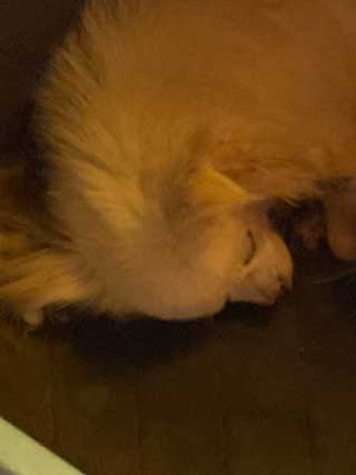 愛犬ロングコートチワワのくぅー☆ちゃん☆