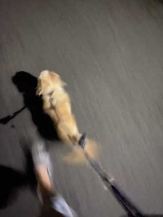 愛犬ロングコートチワワのくぅー☆ちゃん☆