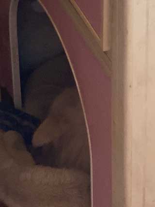 愛犬ロングコートチワワのくぅー☆ちゃん☆