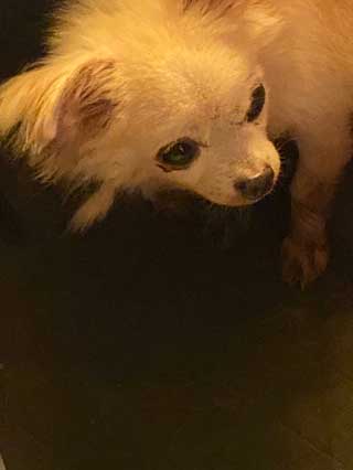 愛犬ロングコートチワワのくぅー☆ちゃん☆