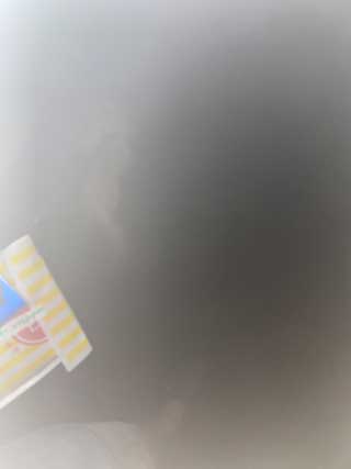 愛犬ロングコートチワワのくぅー☆ちゃん☆