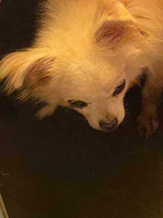 愛犬ロングコートチワワのくぅー☆ちゃん☆