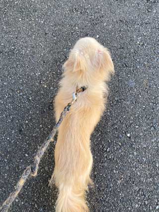 愛犬ロングコートチワワのくぅー☆ちゃん☆