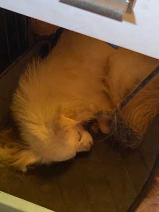 愛犬ロングコートチワワのくぅー☆ちゃん☆