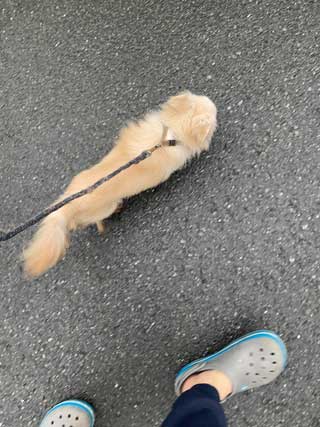 愛犬ロングコートチワワのくぅー☆ちゃん☆