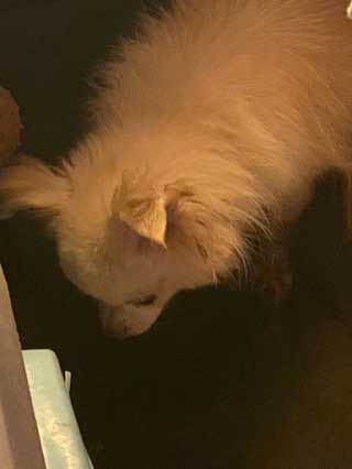 愛犬ロングコートチワワのくぅー☆ちゃん☆