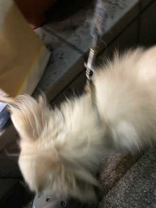 愛犬ロングコートチワワのくぅー☆ちゃん☆