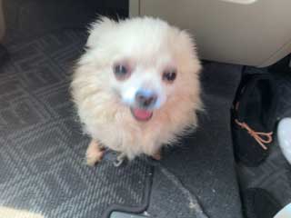 愛犬ロングコートチワワのくぅー☆ちゃん☆