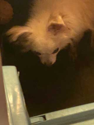 愛犬ロングコートチワワのくぅー☆ちゃん☆