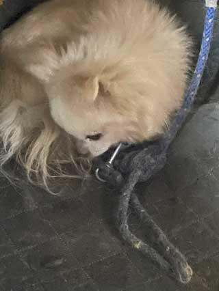 愛犬ロングコートチワワのくぅー☆ちゃん☆